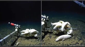 Dikira Langka, Ternyata 'Udang' Raksasa Ini Ada di Mana-Mana