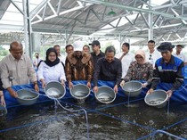 Boyolali Ditargetkan Jadi Pusat Lele Jateng, KKP Tebar Puluhan Ribu Benih