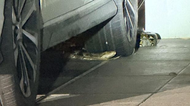 Evakuasi ular piton 3 meter di komplek perumahan di Desa Gajahan, Colomadu, Kabupaten Karanganyar, Jumat (2/1/2026) dini hari.