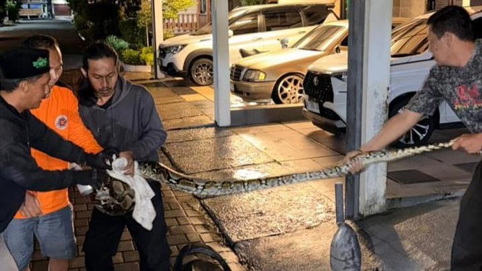 Piton 3 Meter Ngumpet di Roda Mobil Warga Colomadu