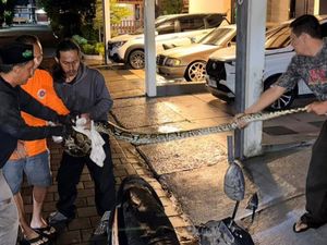 Piton 3 Meter Ngumpet di Roda Mobil Warga Colomadu