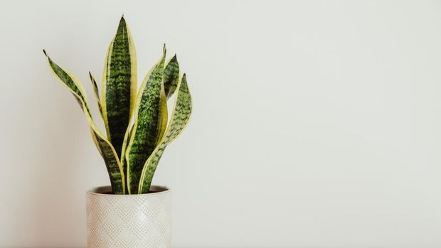 Sansevieria laurentii (Dracaena trifasciata, mother in law tongue, snake plant) against white background