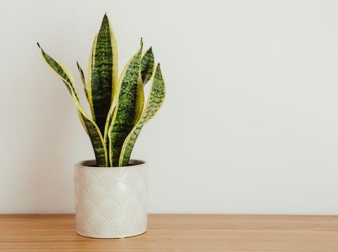 Ilustrasi tanaman hias lidah mertua atau Sansevieria Laurentii Sansevieria laurentii (Dracaena trifasciata, mother in law tongue, snake plant) against white background