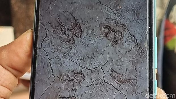 Jejak harimau tertangkap kamera pekerja proyek di Semanu, Gunungkidul, Jumat (2/1/2026).