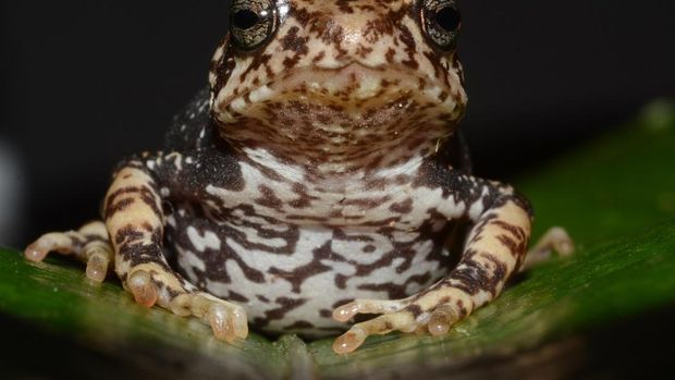Nectophrynoides luhomeroensis spesies katak yang ditemukan di Tanzania. Katak ini unik karena tidak bertelur tapi melahirkan anak.