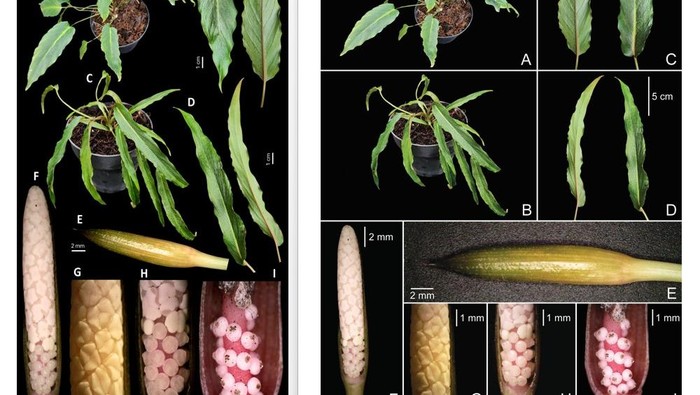 ITB-BRIN Temukan 12 Tumbuhan Baru Sepanjang 2025, Ini Daftarnya