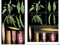 ITB-BRIN Temukan 12 Tumbuhan Baru Sepanjang 2025, Ini Daftarnya