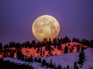 Ada Purnama Flower Moon di Mei 2026, Catat Waktu dan Tips Melihatnya