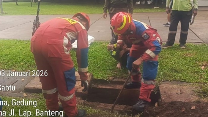 Ular Kobra Muncul di Lapangan Banteng Jakpus, Damkar Evakuasi