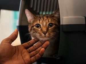 Mengenal Jenis-jenis Vaksin Kucing dan Jadwal Pemberiannya