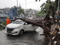 Video: Detik-detik Pohon Tumbang Timpa Mobil di Sidoarjo