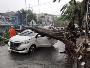 Angin Kencang, Pohon Tumbang Timpa Mobil Avanza di Sidoarjo