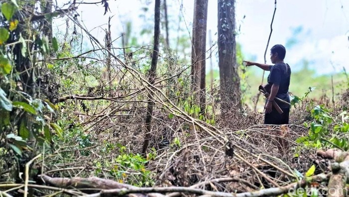 Salah seorang masyarakat Punan Batu sedang berada di daerah perambahan hutan yang tak jauh dari pemukiman satu dari mereka. (Oktavian Balang/detikKalimantan)
