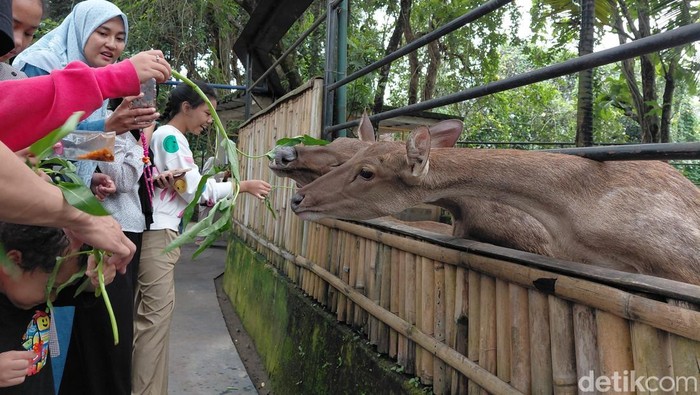 Libur Nataru Hampir Usai, Wisatawan Masih Padati Taman Satwa Cikembulan