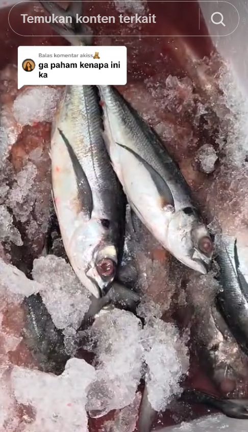 Viral! Curhatan Pembeli Rugi Rp 1,4 Juta usai Beli Ikan di Muara Angke Viral! Curhatan Pembeli Rugi Rp 1,4 Juta usai Beli Ikan di Muara Angke