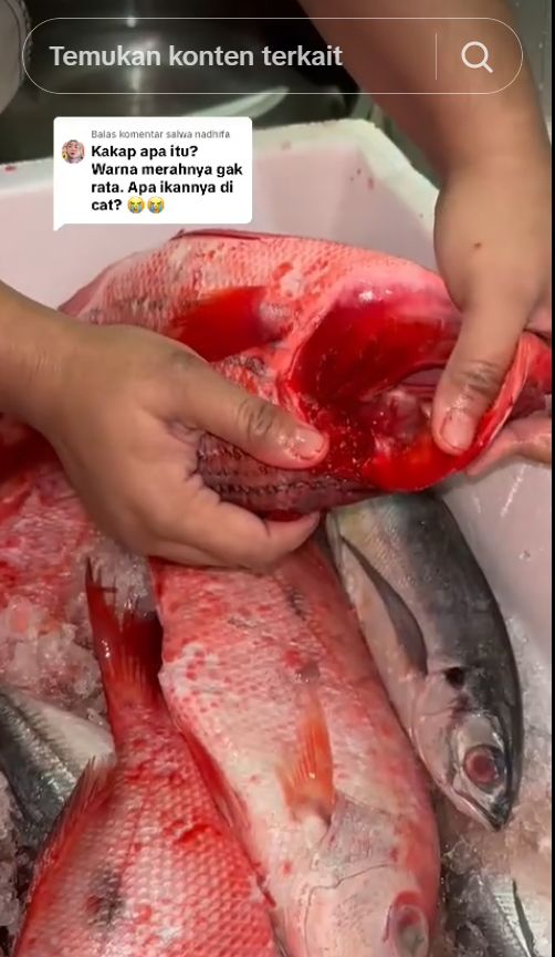 Viral! Curhatan Pembeli Rugi Rp 1,4 Juta usai Beli Ikan di Muara Angke Viral! Curhatan Pembeli Rugi Rp 1,4 Juta usai Beli Ikan di Muara Angke