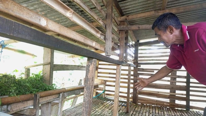 Viral 11 Domba Milik Warga di Bogor Dicuri, 4 Ekor Disisakan Jeroannya