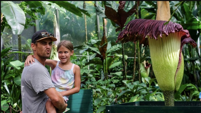 Bunga Bangkai Asli Sumbar Tarik Ribuan Pengunjung Taman di Negara Tetangga