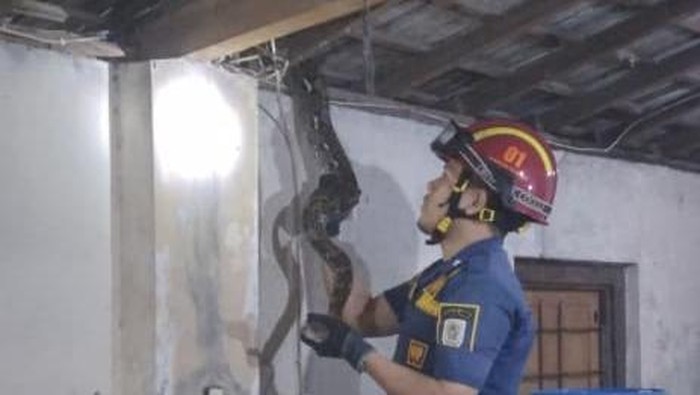 Proses evakuasi piton 3,5 meter dari dapur rumah warga Desa Krecek, Delanggu, Klaten, Minggu (4/1/2025) dini hari.