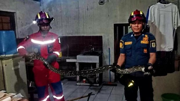 Proses evakuasi piton 3,5 meter dari dapur rumah warga Desa Krecek, Delanggu, Klaten, Minggu (4/1/2025) dini hari.