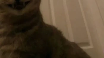 Yang mencoba mengambil alih HP milik orang ini adalah... dia?! Foto: AmazHDOfficial via Bored Panda