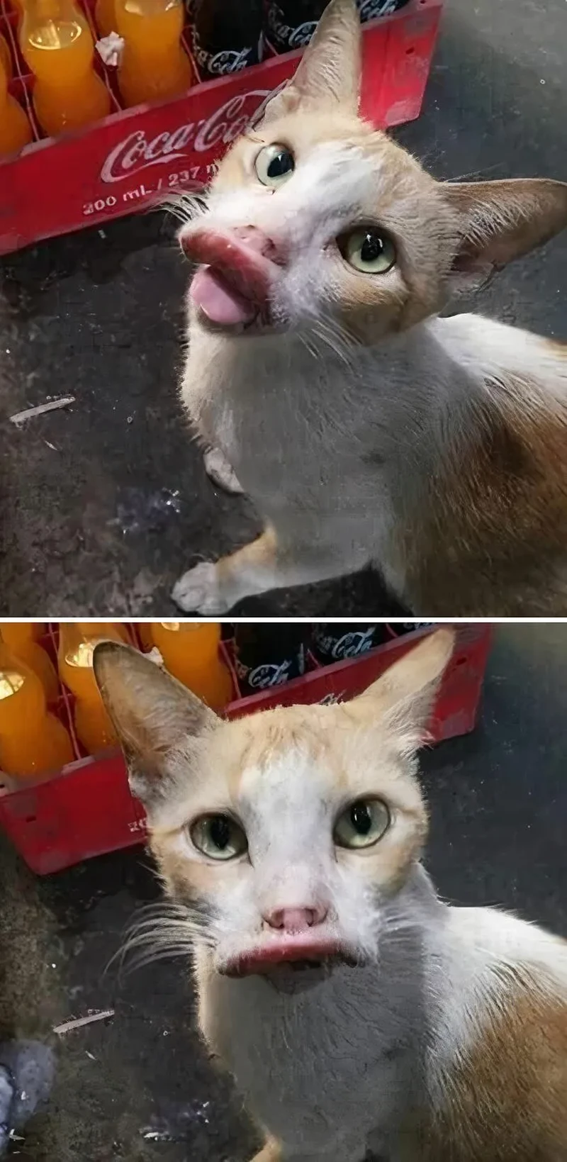 Aksi kucing berikut ini bikin nggak habis pikir, ada-ada aja tingkahnya!