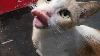 Bukan filler tapi kena sengat lebah. Aduh. Foto: AmazHDOfficial via Bored Panda 