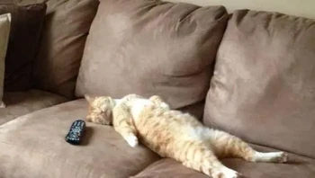 Buset, capek banget nih, kayaknya. Foto: AmazHDOfficial via Bored Panda 