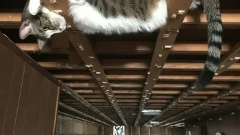 Lagi ngerombak basement dan alas langit-langitnya lagi dicopot. Lah, kucingnya ngejogrok di mari. Foto: AmazHDOfficial via Bored Panda 