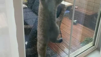 Menyesal keluar rumah saat hujan. Foto: AmazHDOfficial via Bored Panda 