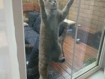 Video: Mengenal Pyometra, Infeksi Rahim Berbahaya pada Kucing dan Anjing