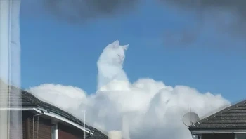 Anjay, karena angle, kucing ini jadi kelihatan kayak malaikat. Foto: AmazHDOfficial via Bored Panda 