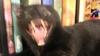 Katanya kucing hitam susah buat difoto. Nggak juga, ah. Foto: AmazHDOfficial via Bored Panda 