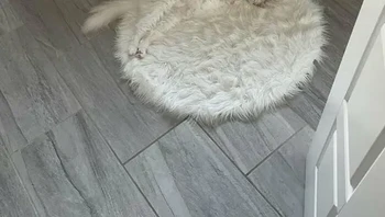 Kucing kamuflase jadi keset. Foto: AmazHDOfficial via Bored Panda 