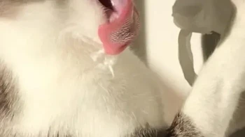 Mainin tisu. Foto: AmazHDOfficial via Bored Panda