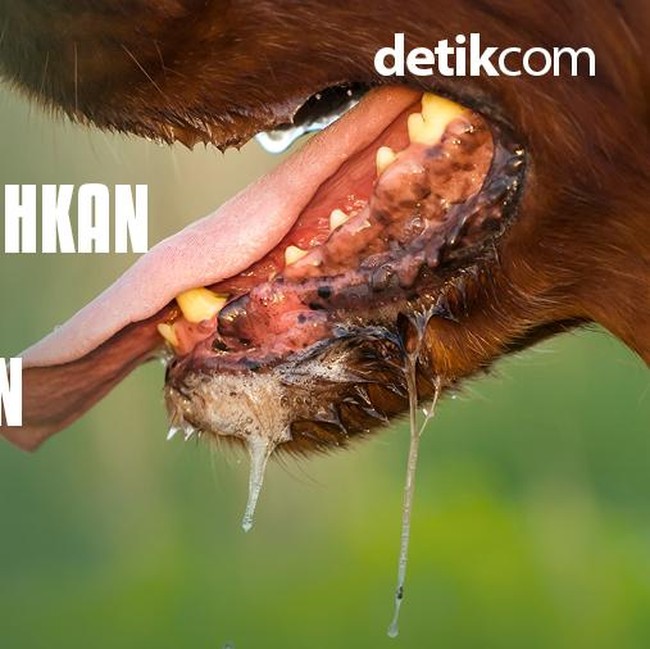 Terkena Najis Anjing? Ini Cara Mensucikannya Menurut Islam