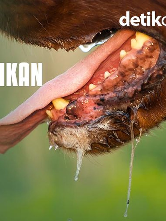 Terkena Najis Anjing? Ini Cara Mensucikannya Menurut Islam