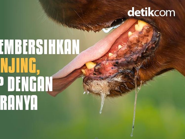 Terkena Najis Anjing? Ini Cara Mensucikannya Menurut Islam