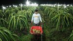 Inovasi Lampu Bikin Panen Buah Naga Berlimpah