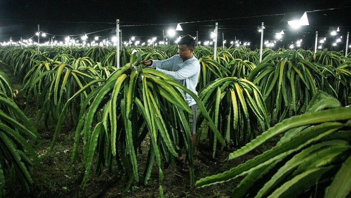 Cara Menanam Buah Naga, serta Hama dan Penyakit yang Perlu Diketahui