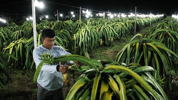 Inovasi Lampu Bikin Panen Buah Naga Berlimpah