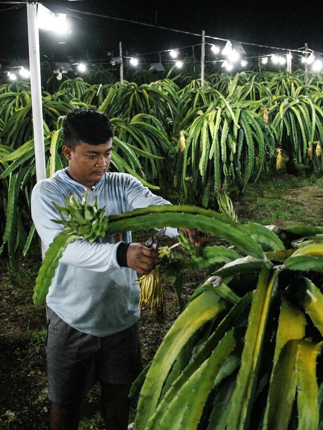 Inovasi Lampu Bikin Panen Buah Naga Berlimpah