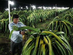 Inovasi Lampu Bikin Panen Buah Naga Berlimpah