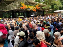 Tiket Masuk Gratis, Pengunjung Bandung Zoo Membeludak, Ada yang Pilih Balik Kanan