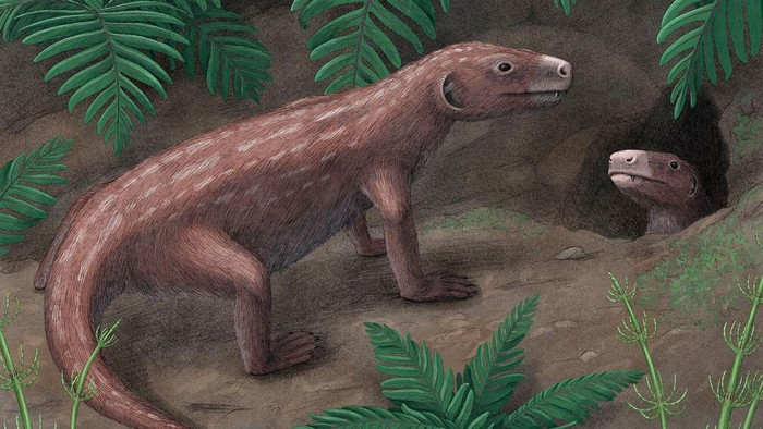 Penampakan Thrinaxodon.