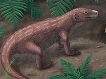 Fosil Berusia 250 Juta Tahun Jadi Bukti Awal Evolusi Pendengaran pada Mamalia