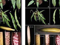 Ada 12 Tumbuhan Baru Ditemukan di 4 Wilayah, Termasuk Kalimantan