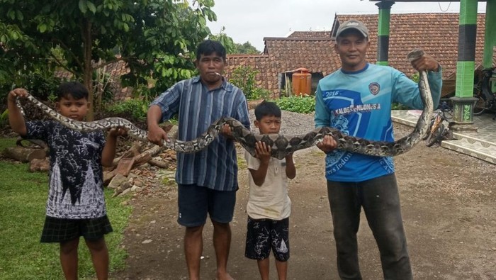 Hii! Ular Piton 3 Meter Nangkring di Kandang Ayam di Karanganyar