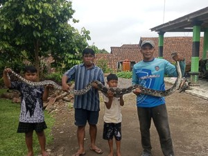 Hii! Ular Piton 3 Meter Nangkring di Kandang Ayam di Karanganyar