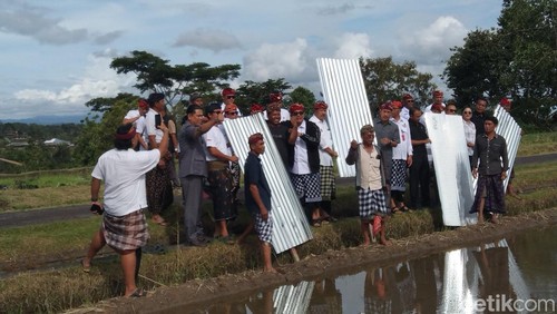 Bupati Tabanan, I Komang Gede Sanjaya bersama petani melakukan pencabutan seng di lahan persawahan di DTW Jatiluwih, Kecamatan Penebel, Tabanan, Senin (5/1/2026). (Krisna Pradipta)